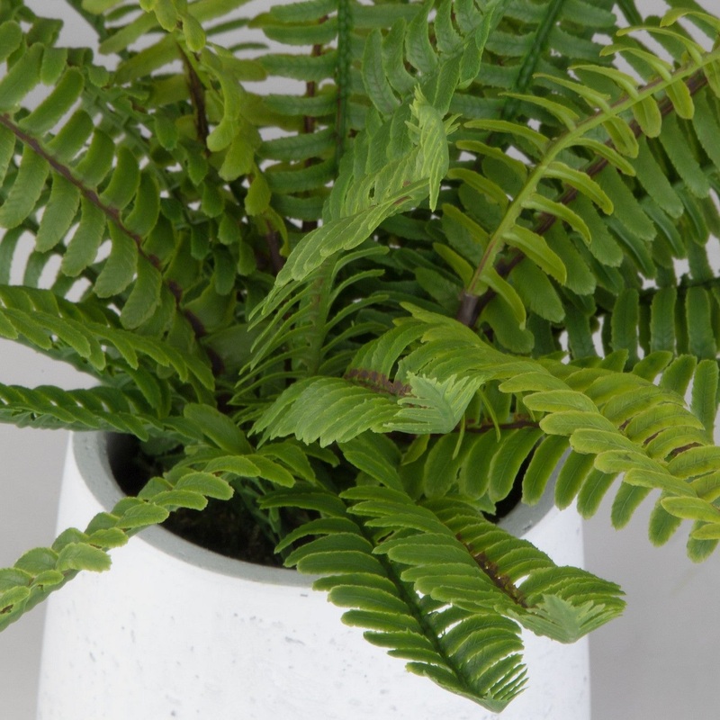 Boston Fern Centerpiece